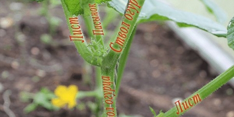 Kako uštipati krastavce na otvorenom polju i u stakleniku